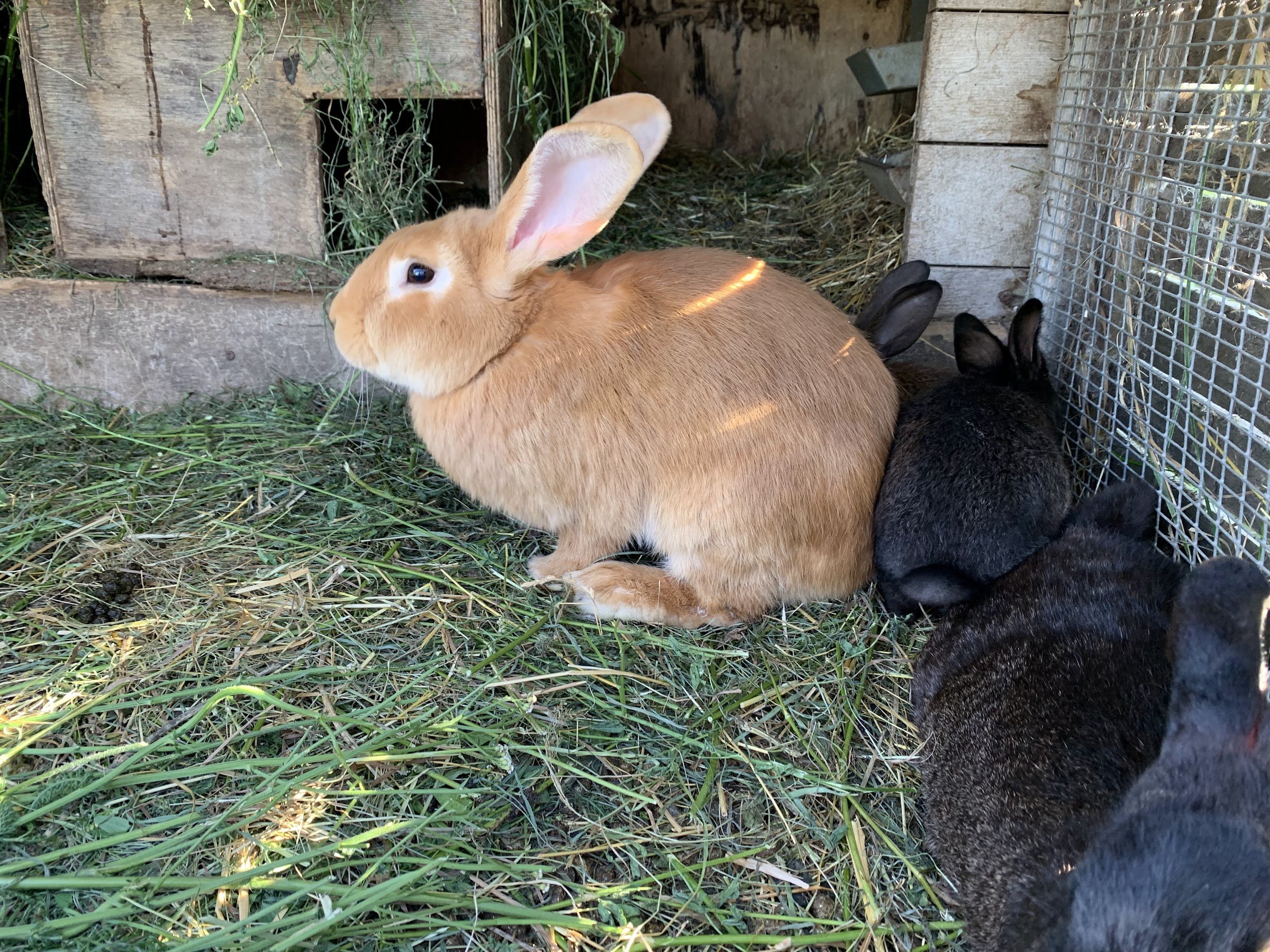 Rabbit Town (Trušu pilsētiņa)